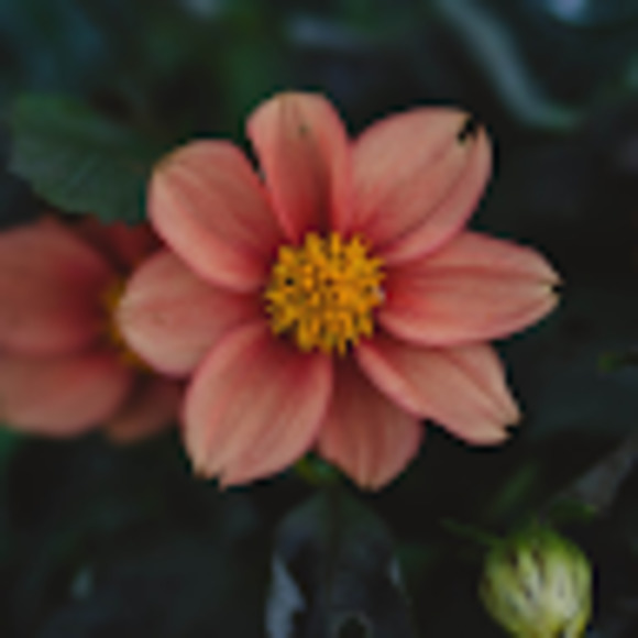 Meet your Posher, Tilly - Picture 1 of 1